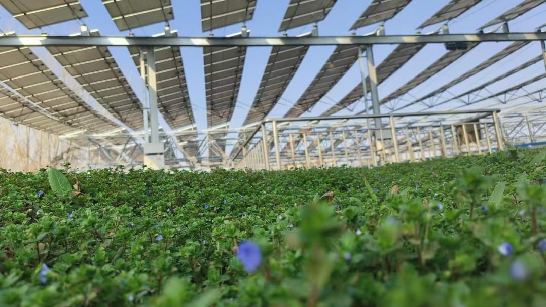 1723454526286771.png 1723454526286771.png